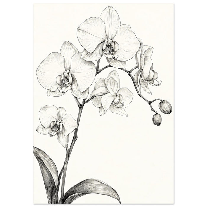 Orchids