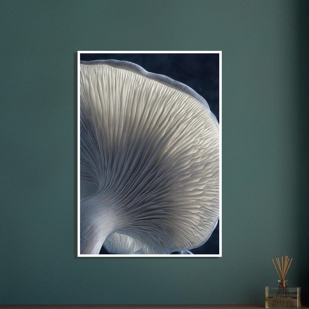 Mushroom underside with cream gills radiating from a pale stem, blue-grey shadows and a dark background.