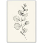Eucalyptus stem with rounded, overlapping leaves drawn in fine black and grey lines on a plain cream background.