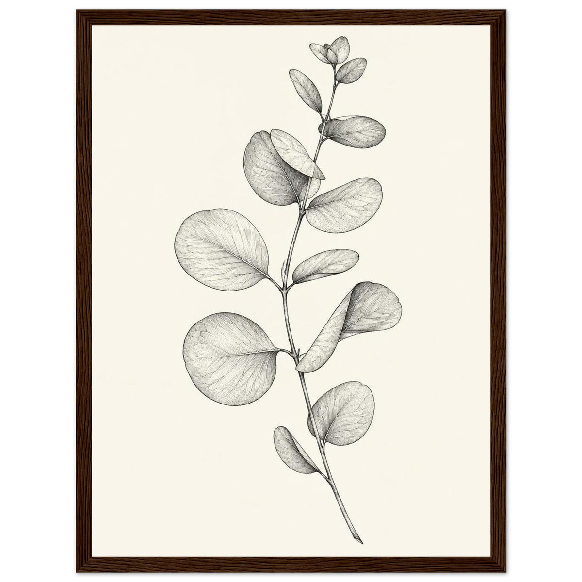 Eucalyptus stem with rounded leaves, fine veins and shaded folds drawn in black and grey on a cream background.