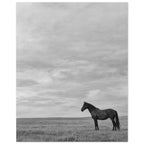 Lone dark horse standing in grass beneath an expansive cloudy sky, photographed in black and white.