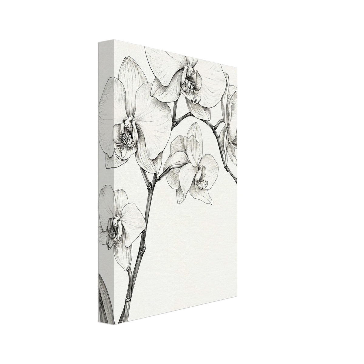 Orchid flowers and buds on branching stems with long curved leaves, drawn in fine dark lines on an ivory background.