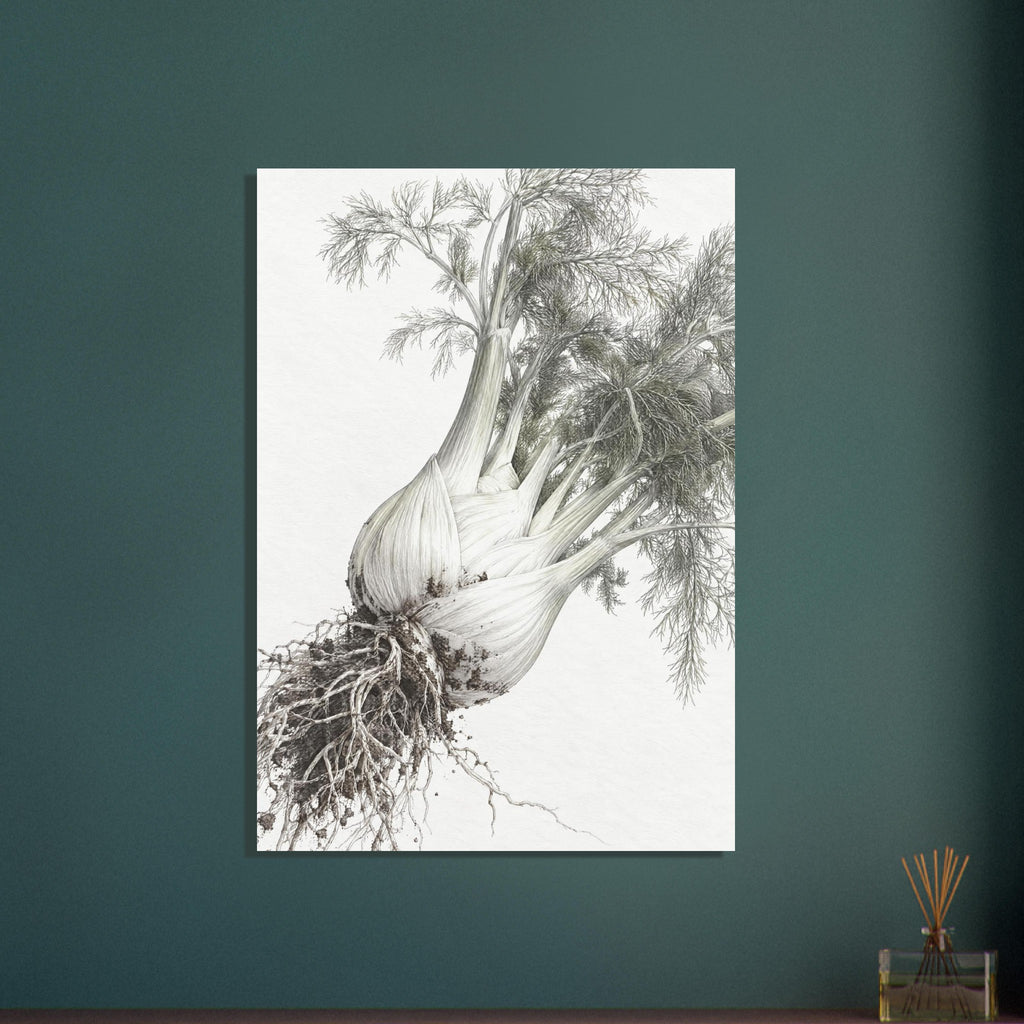 Fennel bulbs with exposed roots and feathery grey-green foliage arranged diagonally against an off-white background.