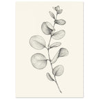 Eucalyptus stem with rounded, overlapping leaves drawn in fine black and grey lines on a plain cream background.