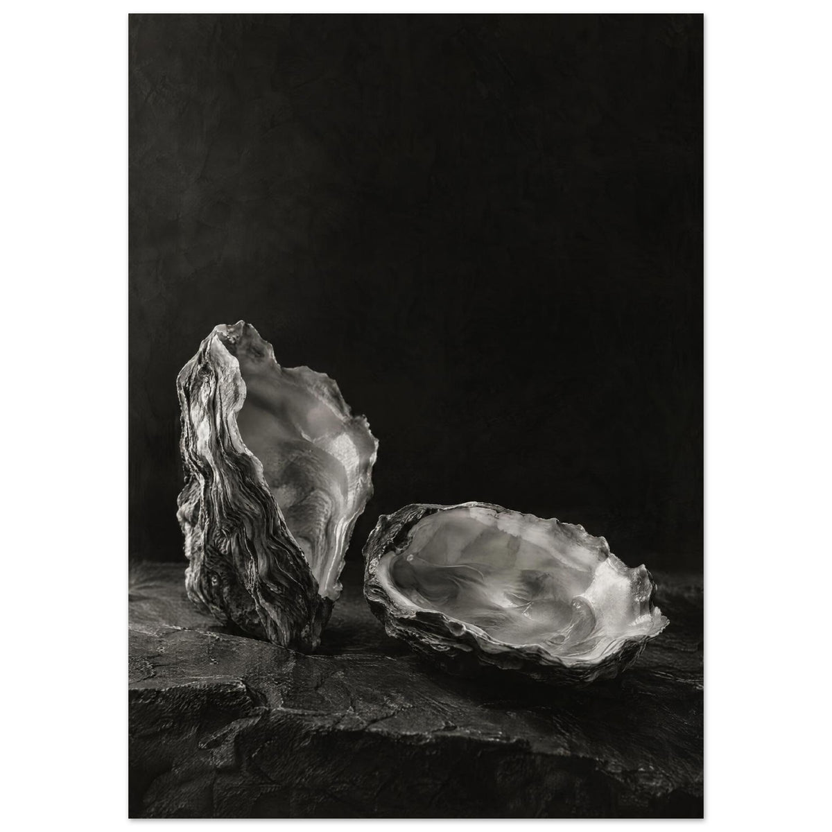 Oyster Light, two open oyster shells on dark slate with pale interiors and sharply lit ridges beneath a broad area of shadow.