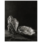 Oyster Light, two open oyster shells on dark slate with pale interiors and sharply lit ridges beneath a broad area of shadow.