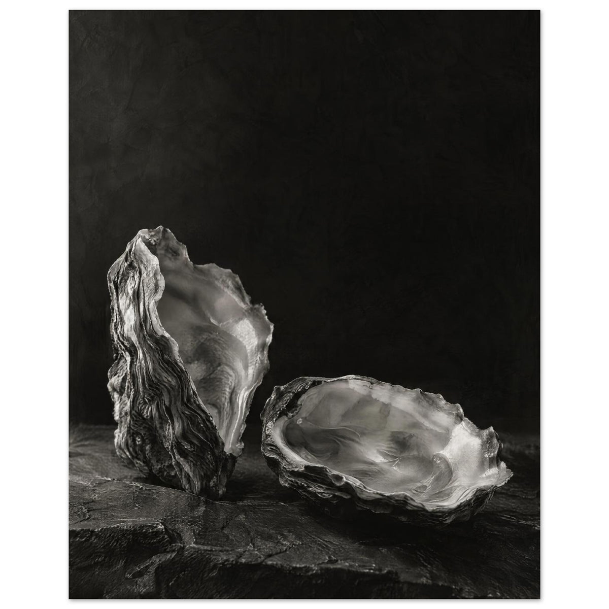 Oyster Light, two open oyster shells on dark slate with pale interiors and sharply lit ridges beneath a broad area of shadow.