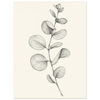 Eucalyptus stem with rounded, overlapping leaves drawn in fine black and grey lines on a plain cream background.