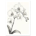Orchid flowers and buds on branching stems with long curved leaves, drawn in fine dark lines on an ivory background.