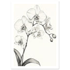 Orchid flowers and buds on branching stems with long curved leaves, drawn in fine dark lines on an ivory background.