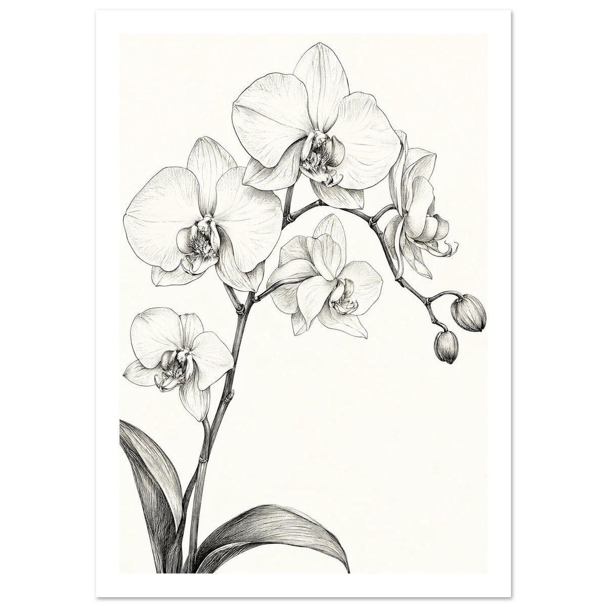 Orchid flowers and buds on branching stems with long curved leaves, drawn in fine dark lines on an ivory background.