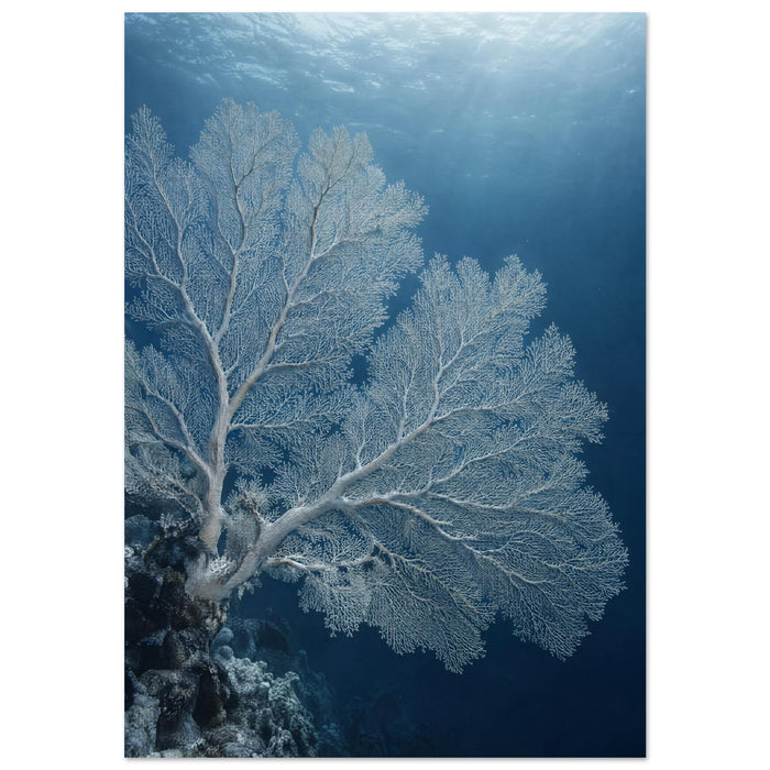 Coral