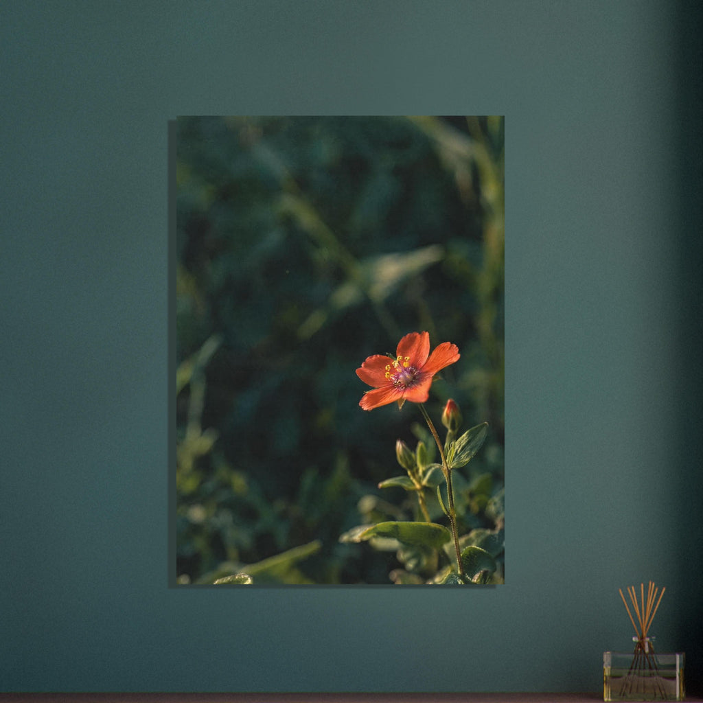 Scarlet flower on a slender stem with green leaves and unopened buds against a dark, softly blurred foliage background.