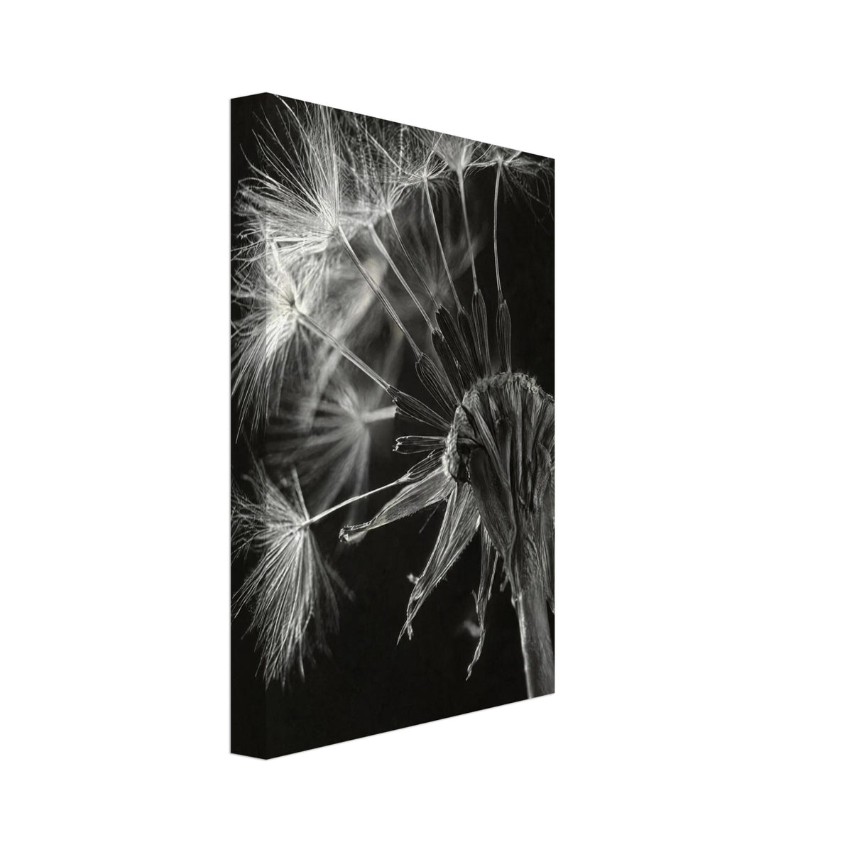 Salsify Seed Head Monochrome Art Print – Canvas