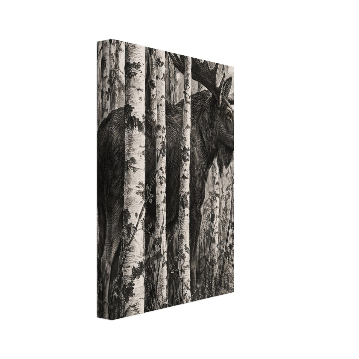 Moose with broad antlers standing among pale birch trunks, with detailed dark shading, thin branches and rocks below.