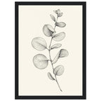 Eucalyptus stem with rounded leaves, fine veins and shaded folds drawn in black and grey on a cream background.
