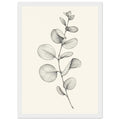 Eucalyptus stem with rounded leaves, fine veins and shaded folds drawn in black and grey on a cream background.