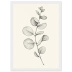 Eucalyptus stem with rounded leaves, fine veins and shaded folds drawn in black and grey on a cream background.