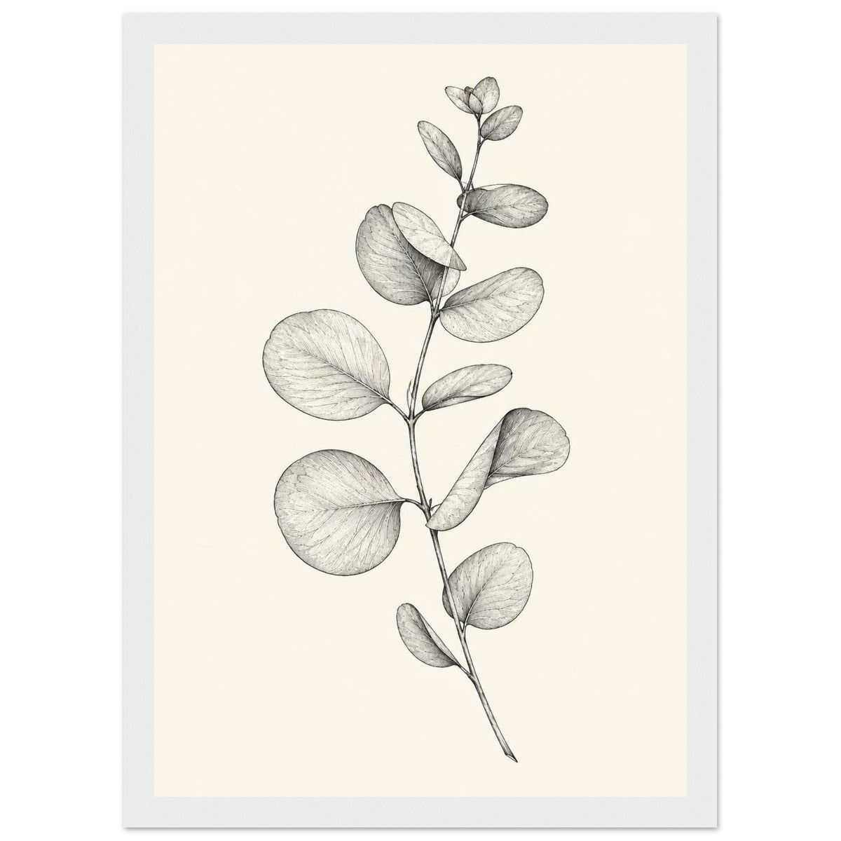 Eucalyptus stem with rounded leaves, fine veins and shaded folds drawn in black and grey on a cream background.