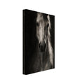 Horse in Half-Light, a frontal horse portrait emerging from a dark doorway with light tracing one ear and its mane.