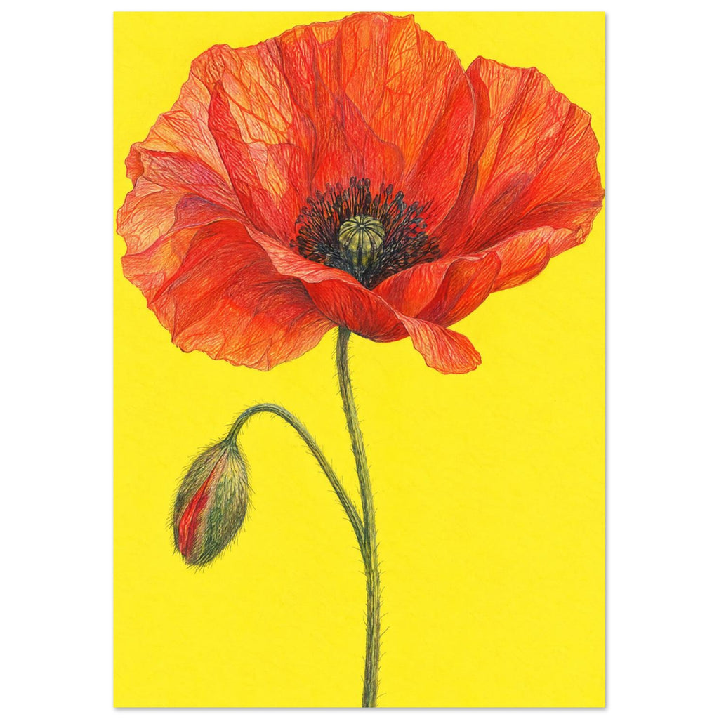 Red-orange poppy with finely lined petals, a green stem and drooping bud against a bright yellow background.