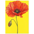 Red-orange poppy with finely lined petals, a green stem and drooping bud against a bright yellow background.