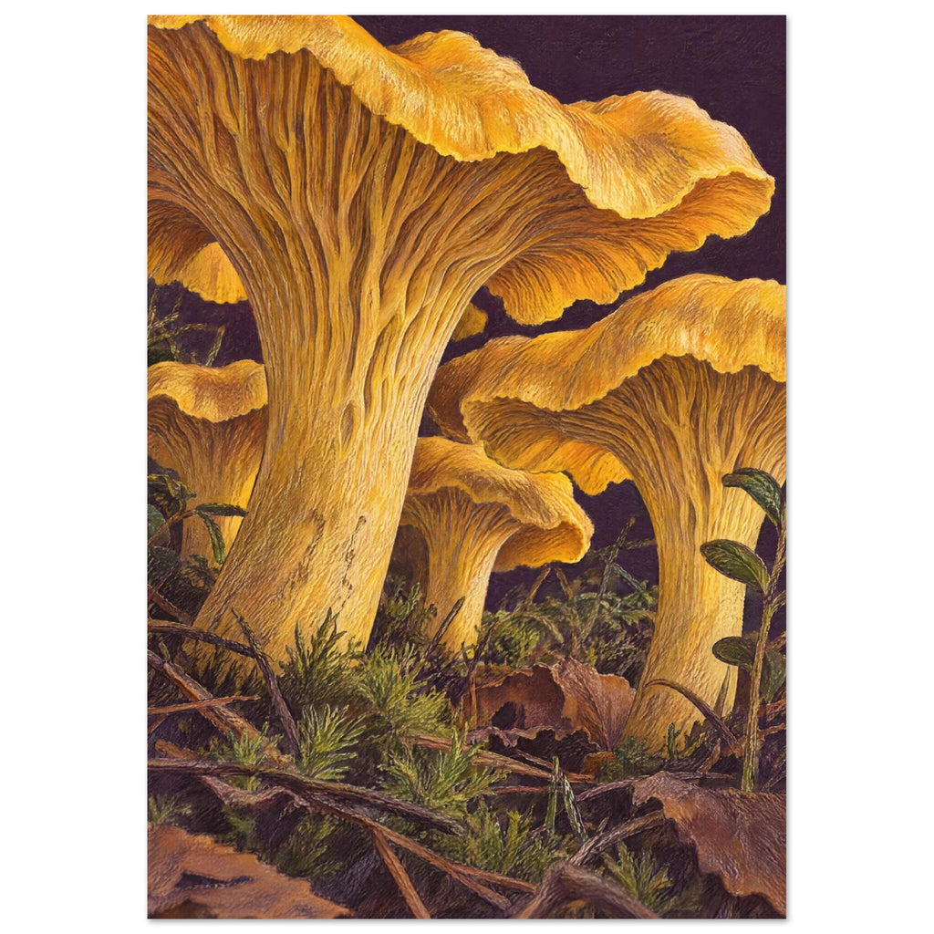 Golden chanterelle mushrooms seen from below, with ridged undersides above moss, twigs and brown leaves.