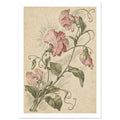 Pink sweet pea flowers with green leaves and curling tendrils, finely illustrated on a mottled cream background.
