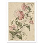 Pink sweet pea flowers with green leaves and curling tendrils, finely illustrated on a mottled cream background.