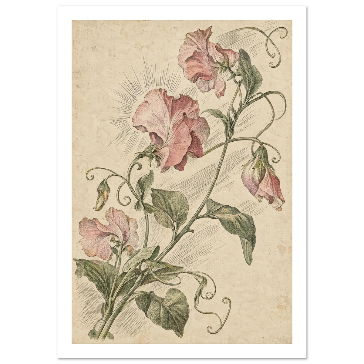 Pink sweet pea flowers with green leaves and curling tendrils, finely illustrated on a mottled cream background.