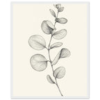 Eucalyptus stem with rounded leaves, fine veins and shaded folds drawn in black and grey on a cream background.