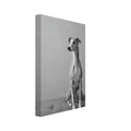 Whippet sitting on a tufted upholstered bench against a plain grey wall, photographed in black and white.