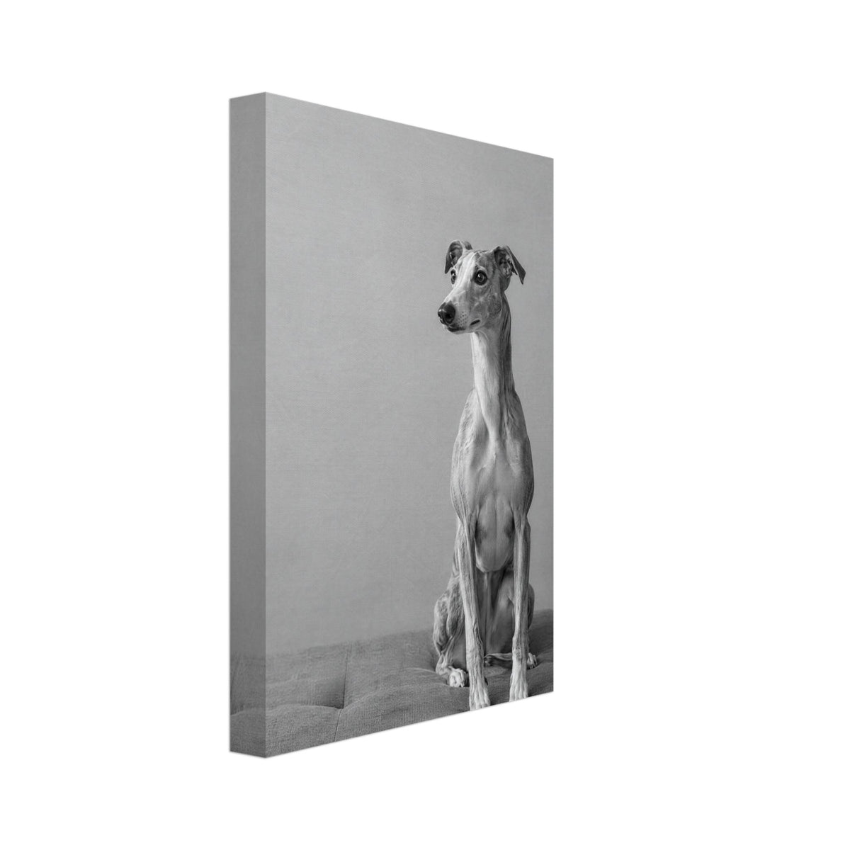 Whippet sitting on a tufted upholstered bench against a plain grey wall, photographed in black and white.