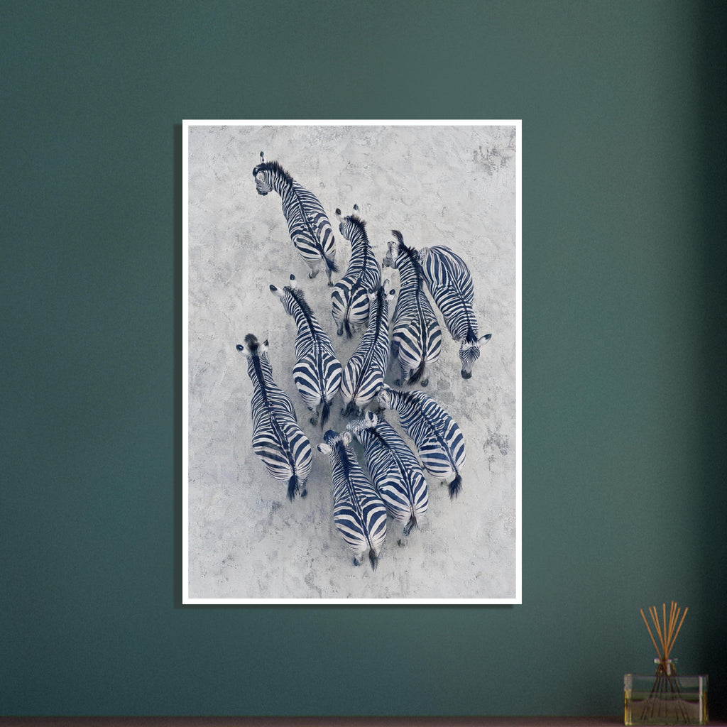 Zebra herd viewed from above, with deep blue-toned stripes against pale grey textured ground.