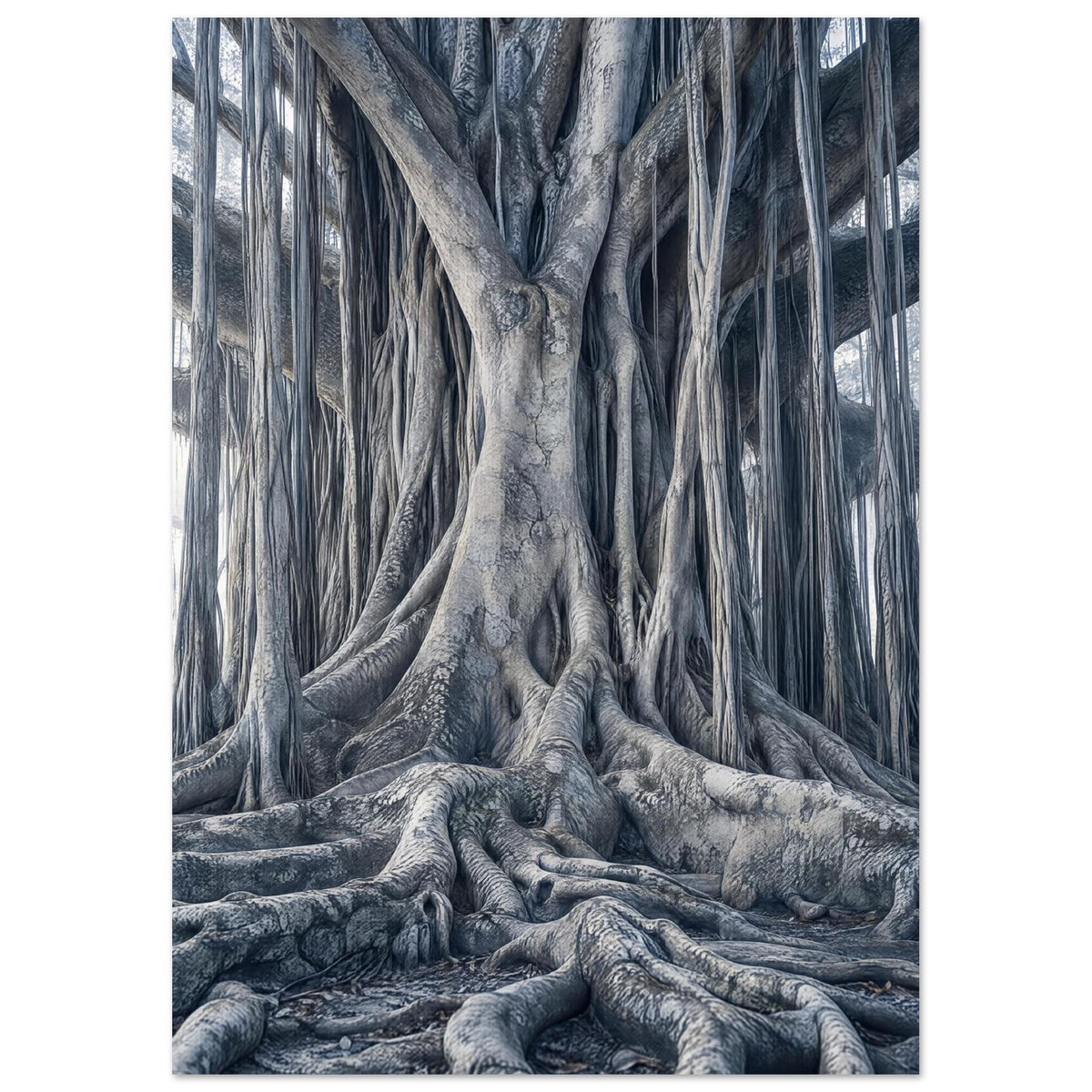 Banyan tree with intertwined trunks, hanging aerial roots and thick spreading roots in muted blue-grey tones.