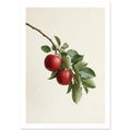 Two red apples hanging from a diagonal brown branch with green leaves against a soft cream background.
