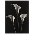 Calla Lily Trio Monochrome Photography – photography wall art print by Printavelle – room view