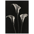Calla Lily Trio Monochrome Photography – photography wall art print by Printavelle – room view