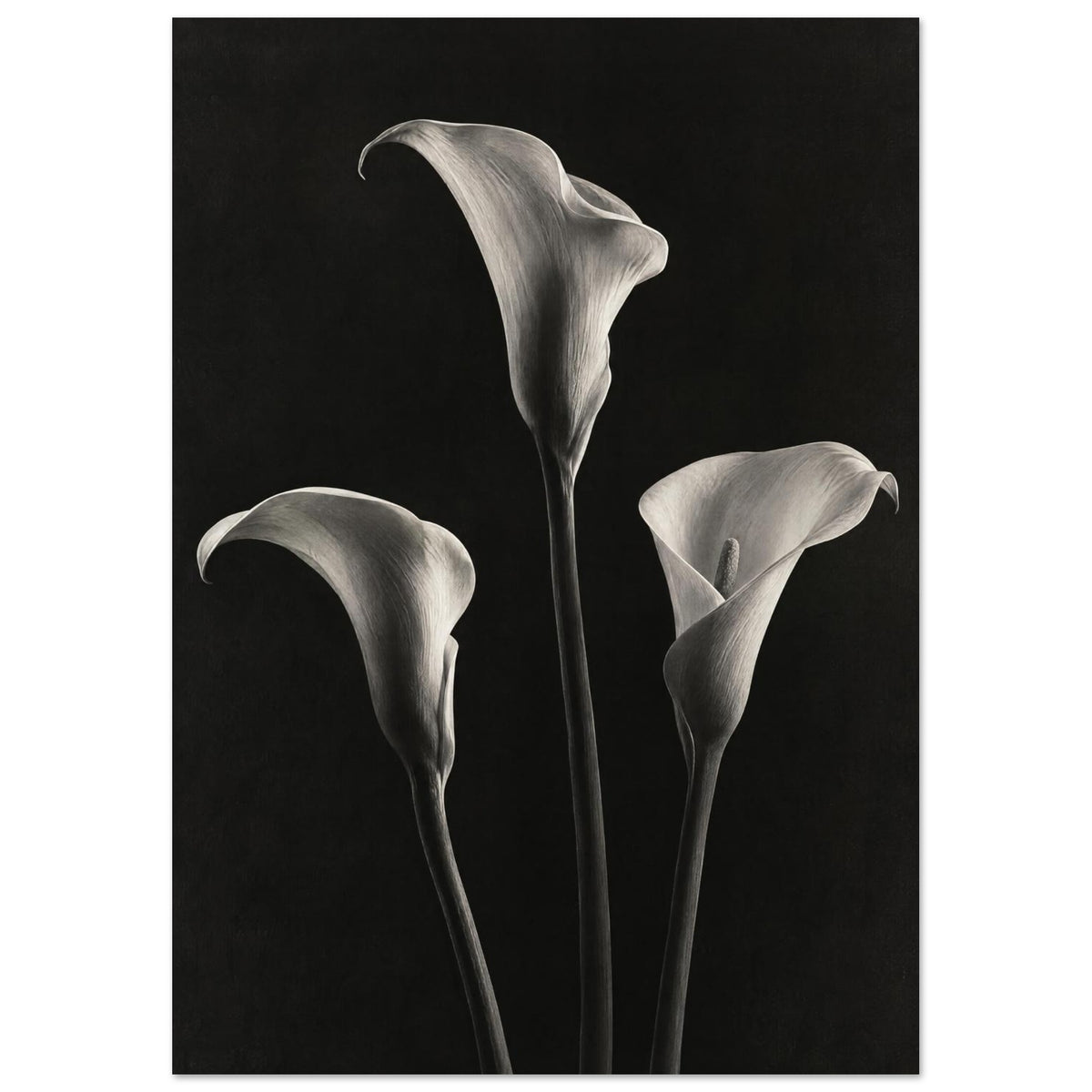 Calla Lily Trio Monochrome Photography – photography wall art print by Printavelle – room view