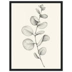 Eucalyptus stem with rounded, overlapping leaves drawn in fine black and grey lines on a plain cream background.