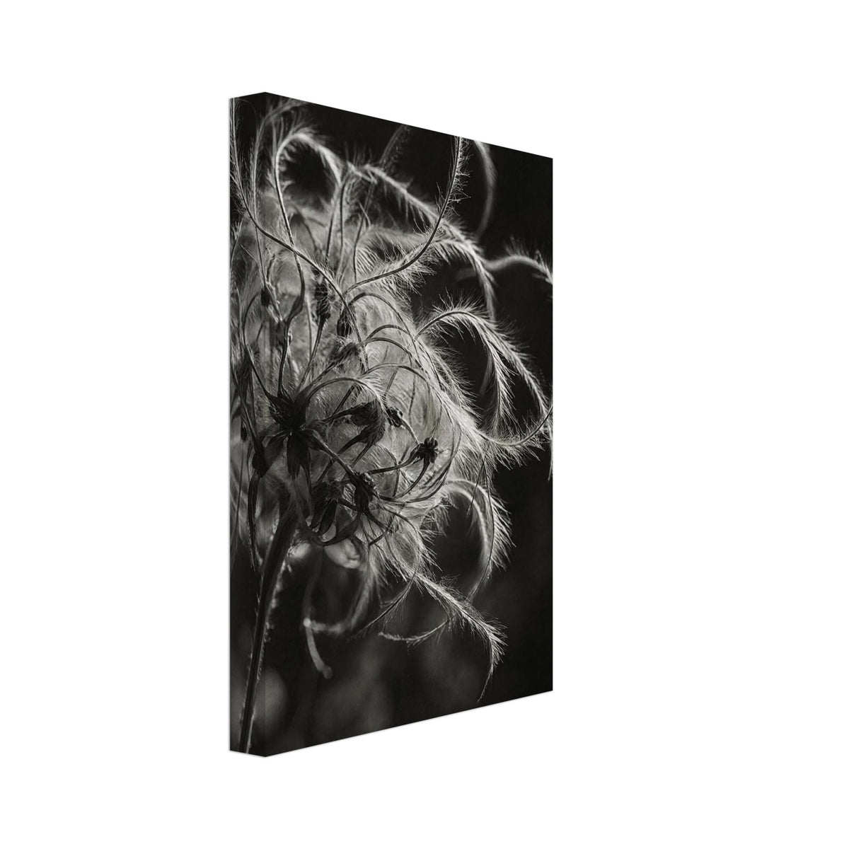 Clematis Black And White Art Print – Canvas
