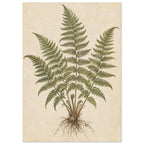 Fern with olive-green fronds, curled new shoots and exposed brown roots on a mottled cream background.