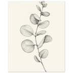 Eucalyptus stem with rounded leaves, fine veins and shaded folds drawn in black and grey on a cream background.