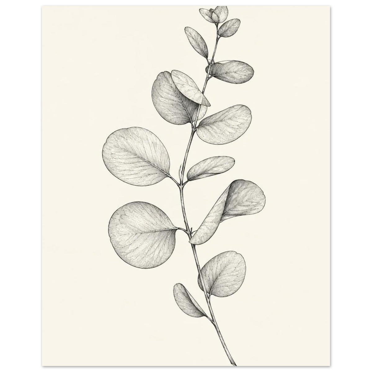 Eucalyptus stem with rounded leaves, fine veins and shaded folds drawn in black and grey on a cream background.