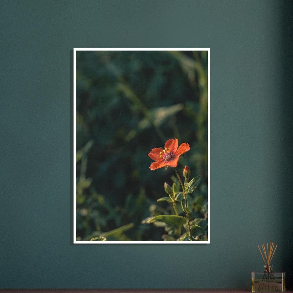 Scarlet flower on a slender stem with green leaves and unopened buds against a dark, softly blurred foliage background.