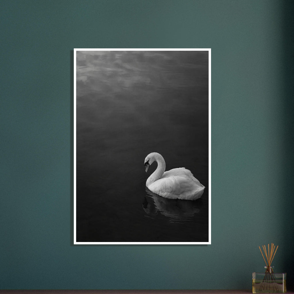 White swan with a curved neck on dark water, its reflection below, in a black and white photograph.