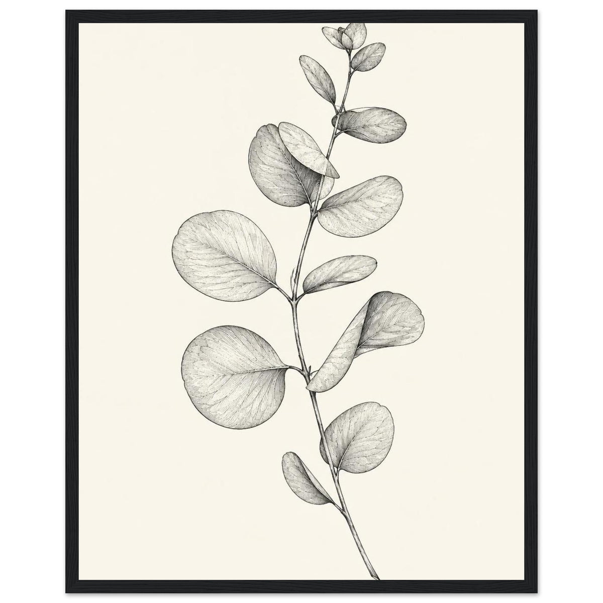 Eucalyptus stem with rounded, overlapping leaves drawn in fine black and grey lines on a plain cream background.