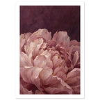 Blush pink peony with layered, curling petals and visible painterly brushwork against a deep burgundy background.
