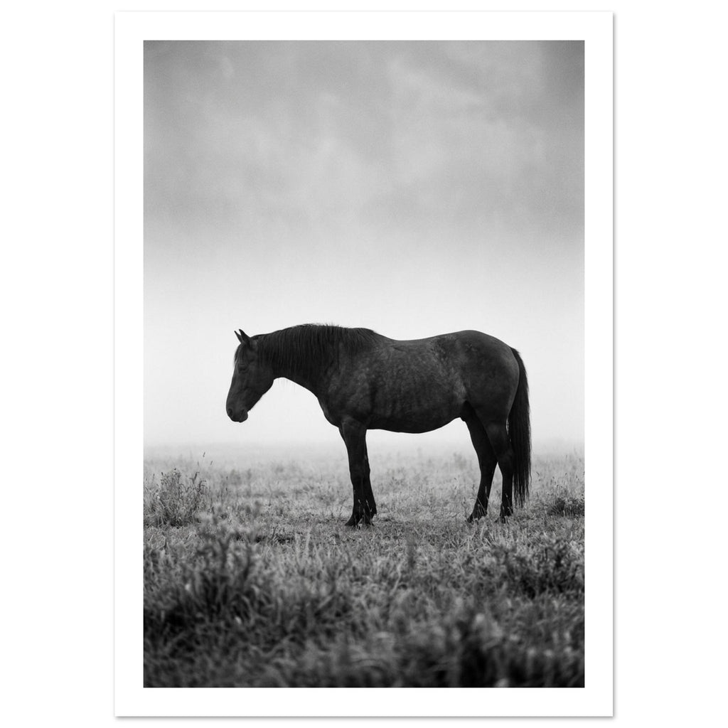 Dark horse standing in profile in a grassy field, with pale mist behind it, photographed in black and white.
