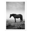 Dark horse standing in profile in a grassy field, with pale mist behind it, photographed in black and white.